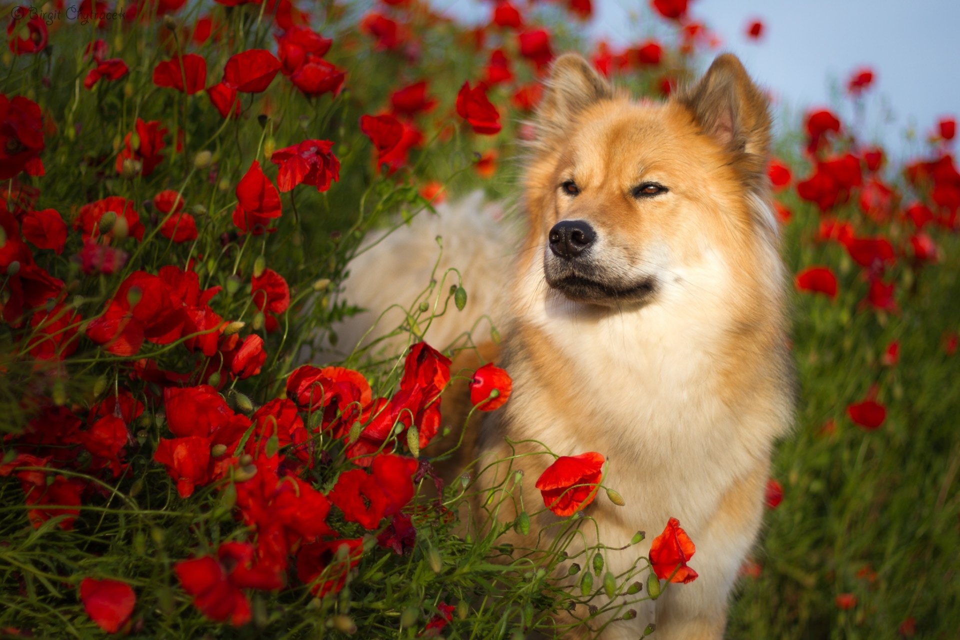 Download Spitz Red Flower Flower Summer Poppy Dog Animal Eurasier HD Wallpaper
