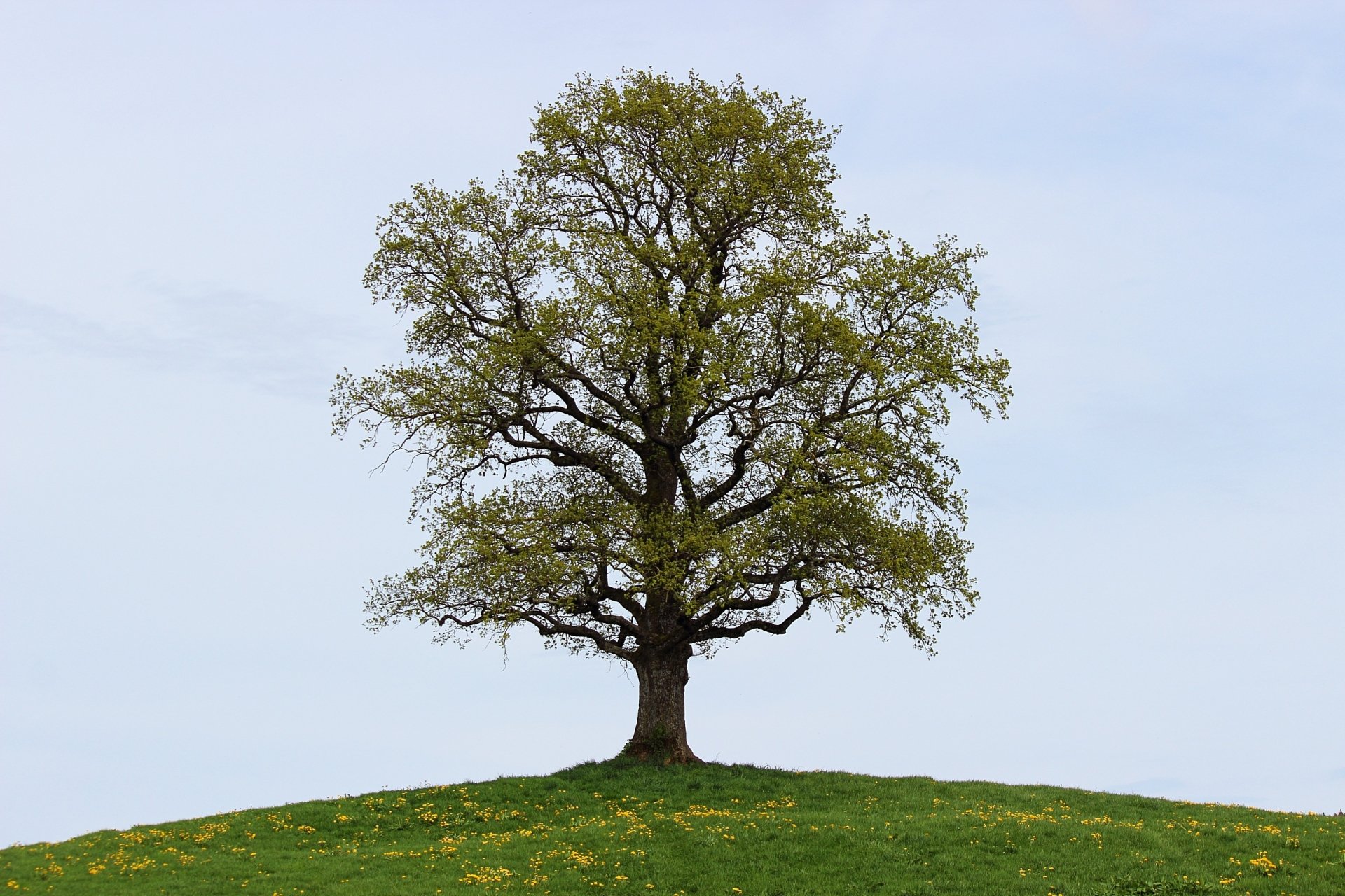 Lonely tree on a grassy hill under a pale sky, a serene nature scene — 2K Quad HD PC desktop wallpaper and background.