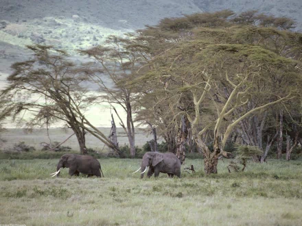 Two African bush elephants walk through a lush steppe, surrounded by acacia trees, captured in a serene HD desktop wallpaper.