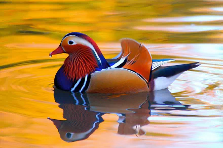 A colorful mandarin duck floats on calm, golden water, showcasing vibrant feathers in this HD PC desktop wallpaper and background image.