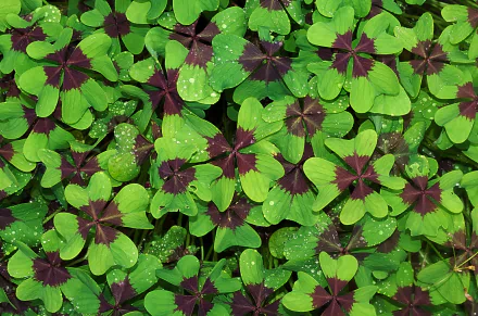 HD desktop wallpaper featuring dense greenery of clover leaves with vibrant green and deep purple patterns, highlighting natural beauty.