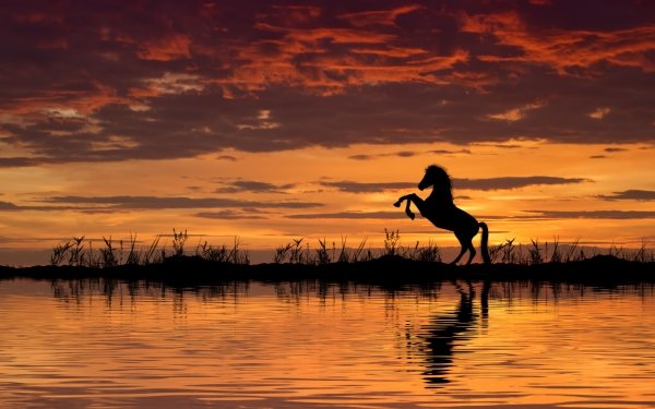 Animal Horse Reflection Sunset HD Wallpaper | Background Image