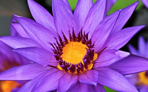 Nature Water Lily Flowers Flower Purple Flower HD Wallpaper | Background Image
