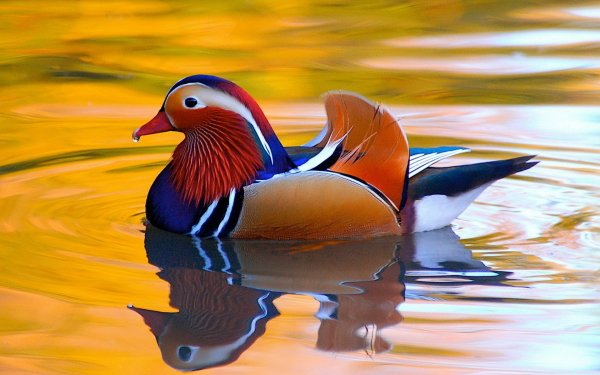40+ Mandarin Duck HD Wallpapers | Background Images