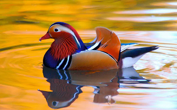 A colorful mandarin duck floats on calm, golden water, showcasing vibrant feathers in this HD PC desktop wallpaper and background image.