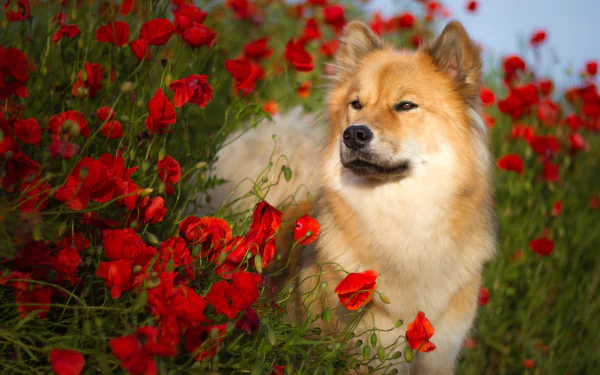 spitz red flower flower summer poppy dog Animal eurasier HD Desktop Wallpaper | Background Image