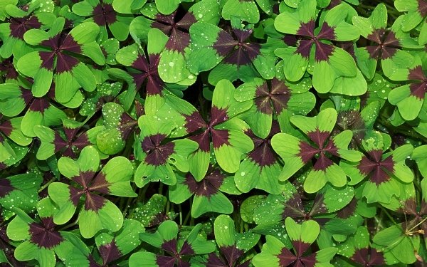 Earth Clover Nature Greenery HD Wallpaper | Background Image