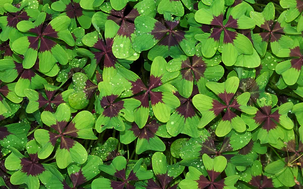 greenery nature clover HD Desktop Wallpaper | Background Image