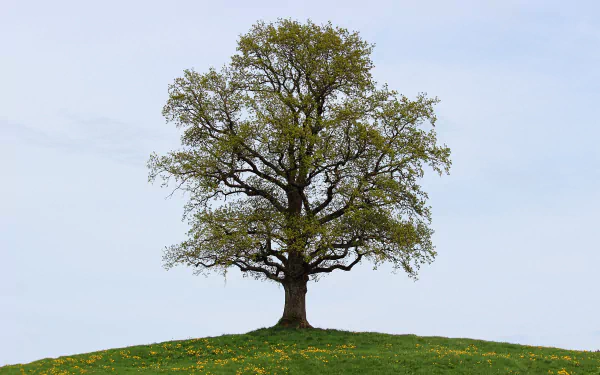 lonely tree nature tree HD Desktop Wallpaper | Background Image