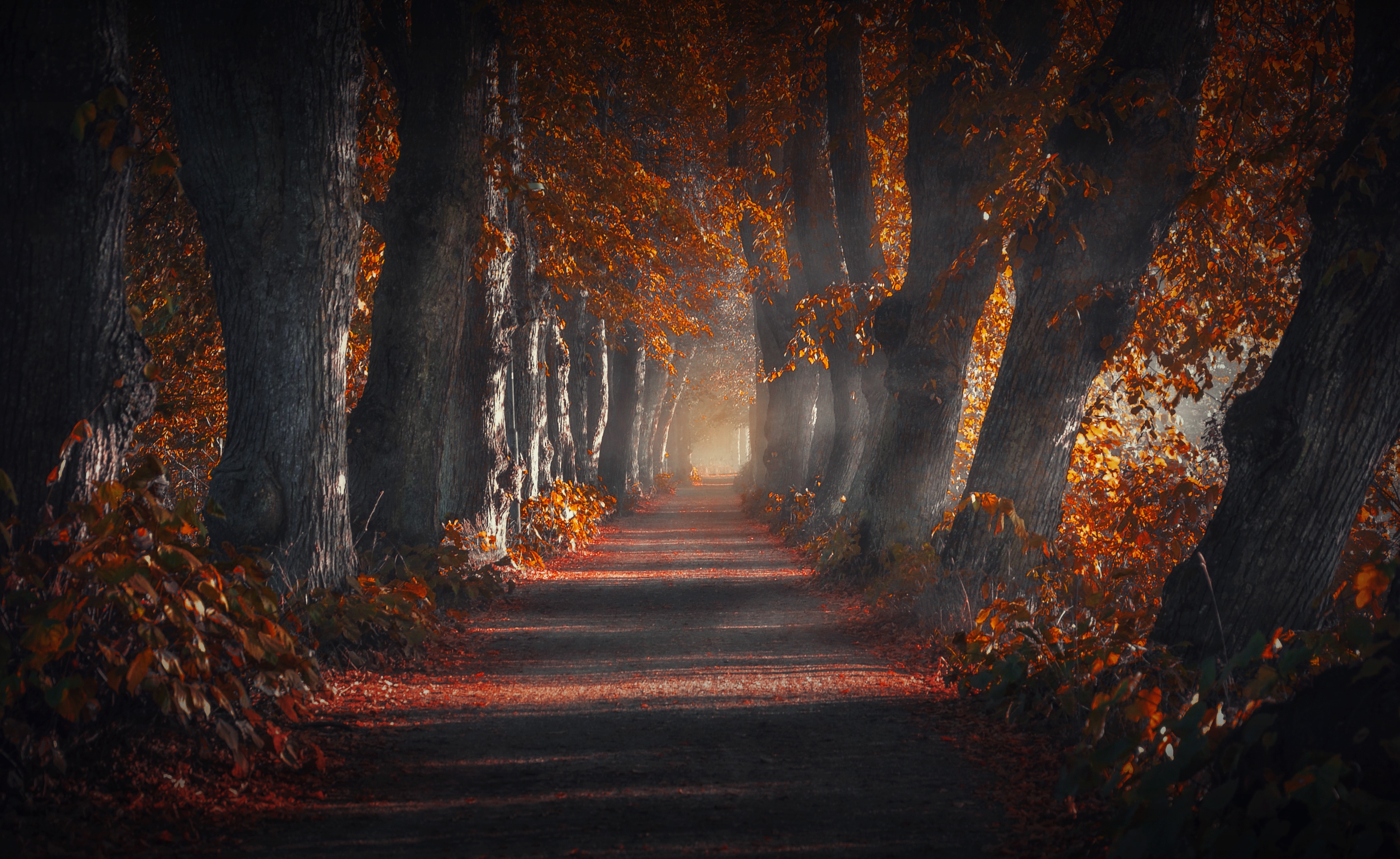 dark autumn forest wallpaper