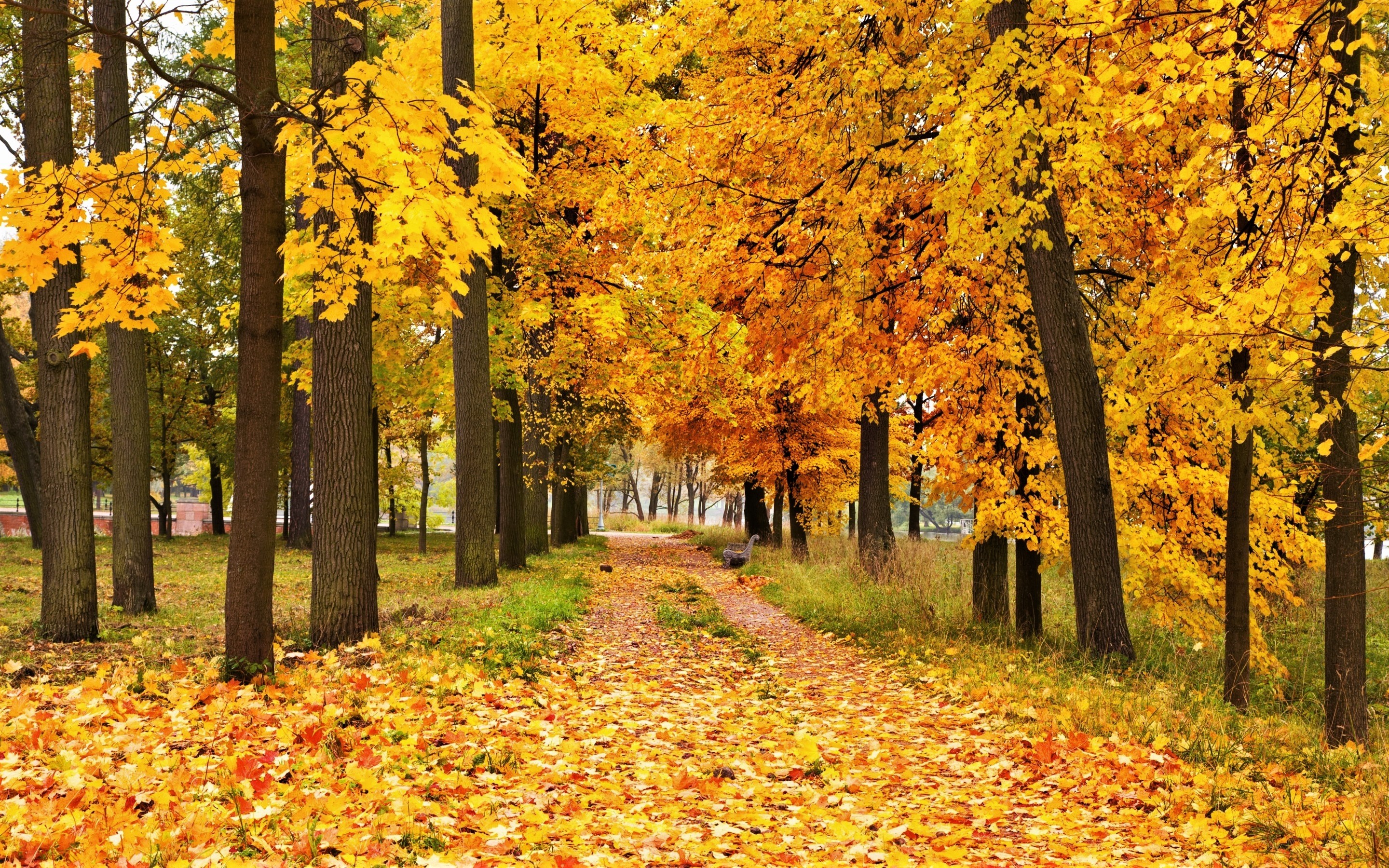 Autumn Path HD Wallpaper | Background Image | 2880x1800 | ID:878698