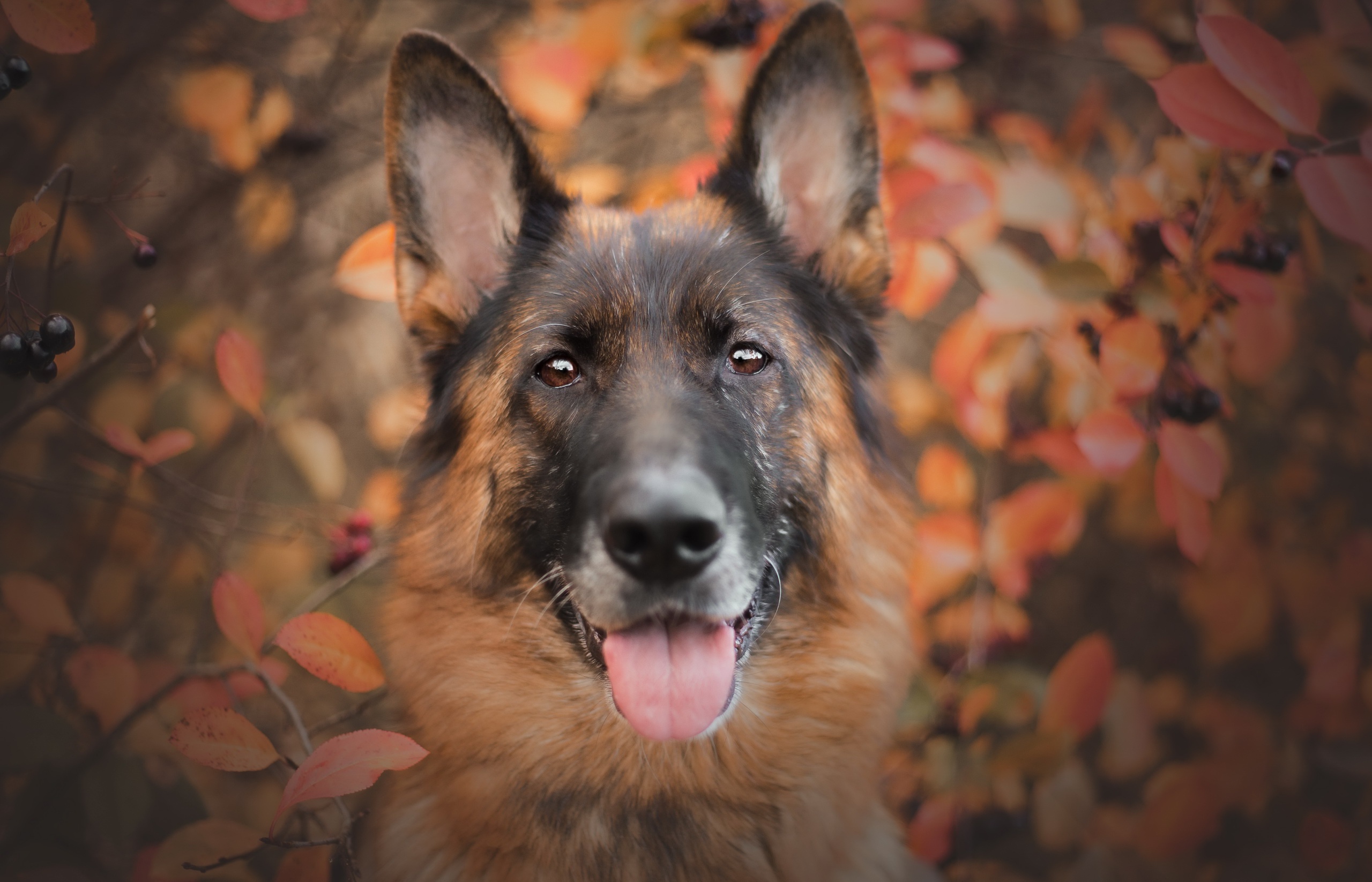 Animal German Shepherd HD Wallpaper