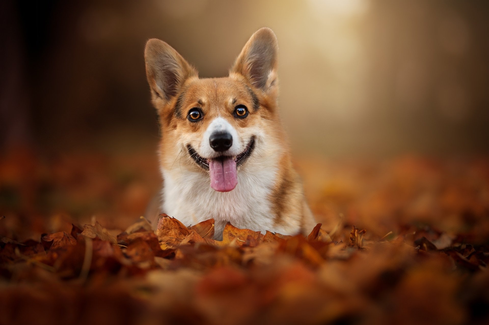 Corgi HD Wallpaper