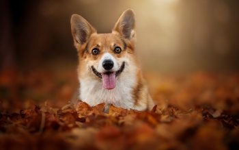 100 Corgi Papeis De Parede Hd Planos De Fundo