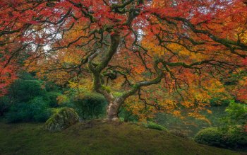 10 日本庭园高清壁纸 桌面背景