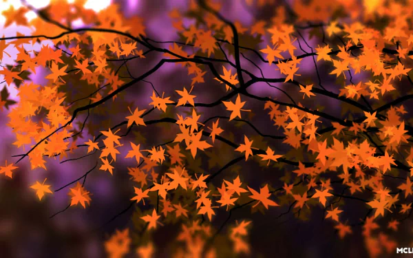  Autumn Maple Leaves by Mclelun