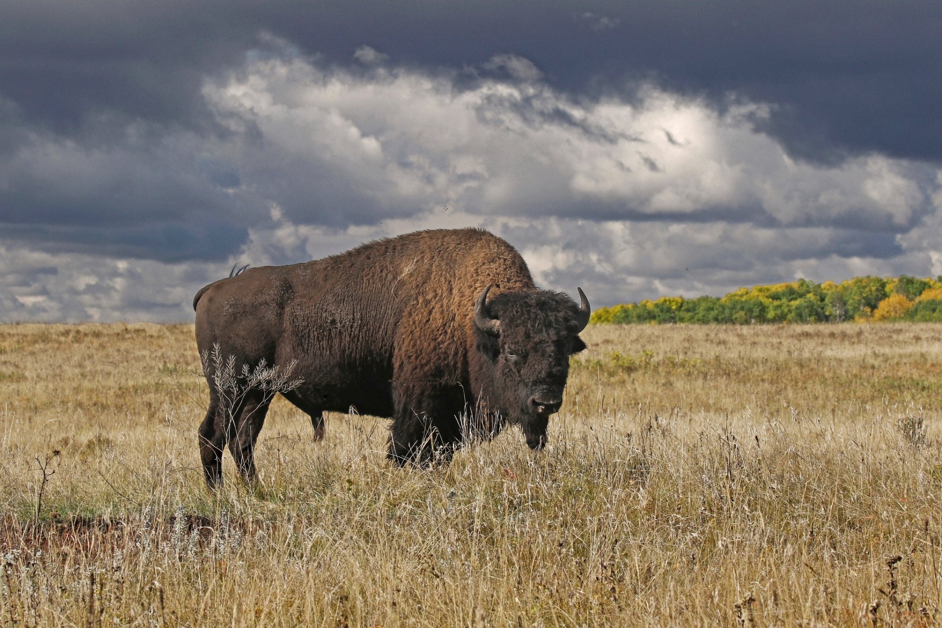 Download Field Animal American Bison HD Wallpaper