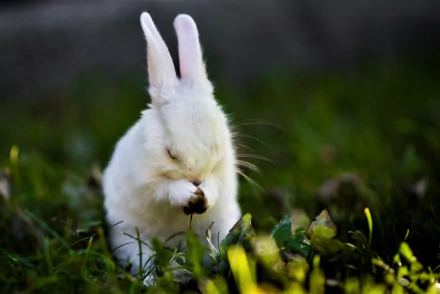HD desktop wallpaper of a cute white bunny rabbit gently holding a small flower while sitting in green grass, showcasing the charm of this adorable animal.