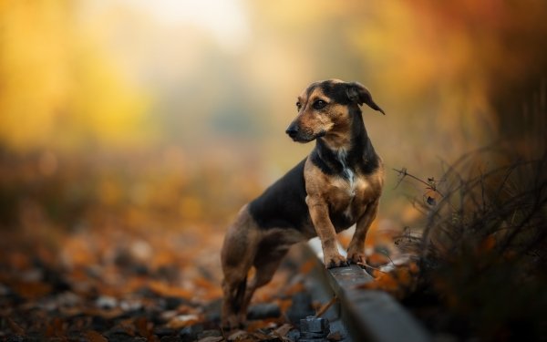 Animal Dachshund Dogs Dog Depth Of Field HD Wallpaper | Background Image
