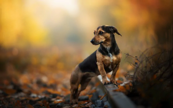 HD desktop wallpaper featuring a dachshund dog with a sharp depth of field, highlighting the animal against a softly blurred autumn background.