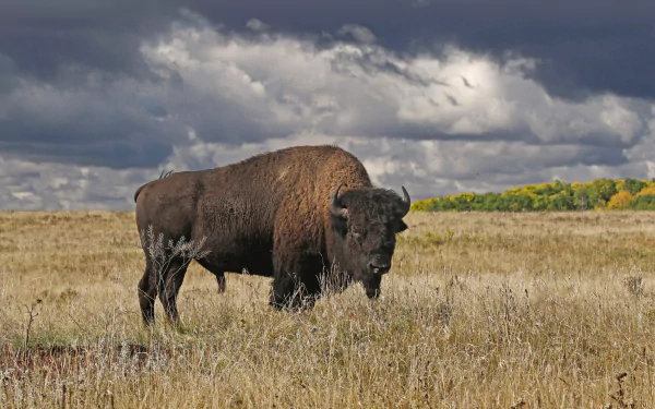 American bison standing in a grassy field under a dramatic cloudy sky, captured in HD for a PC desktop wallpaper and background.