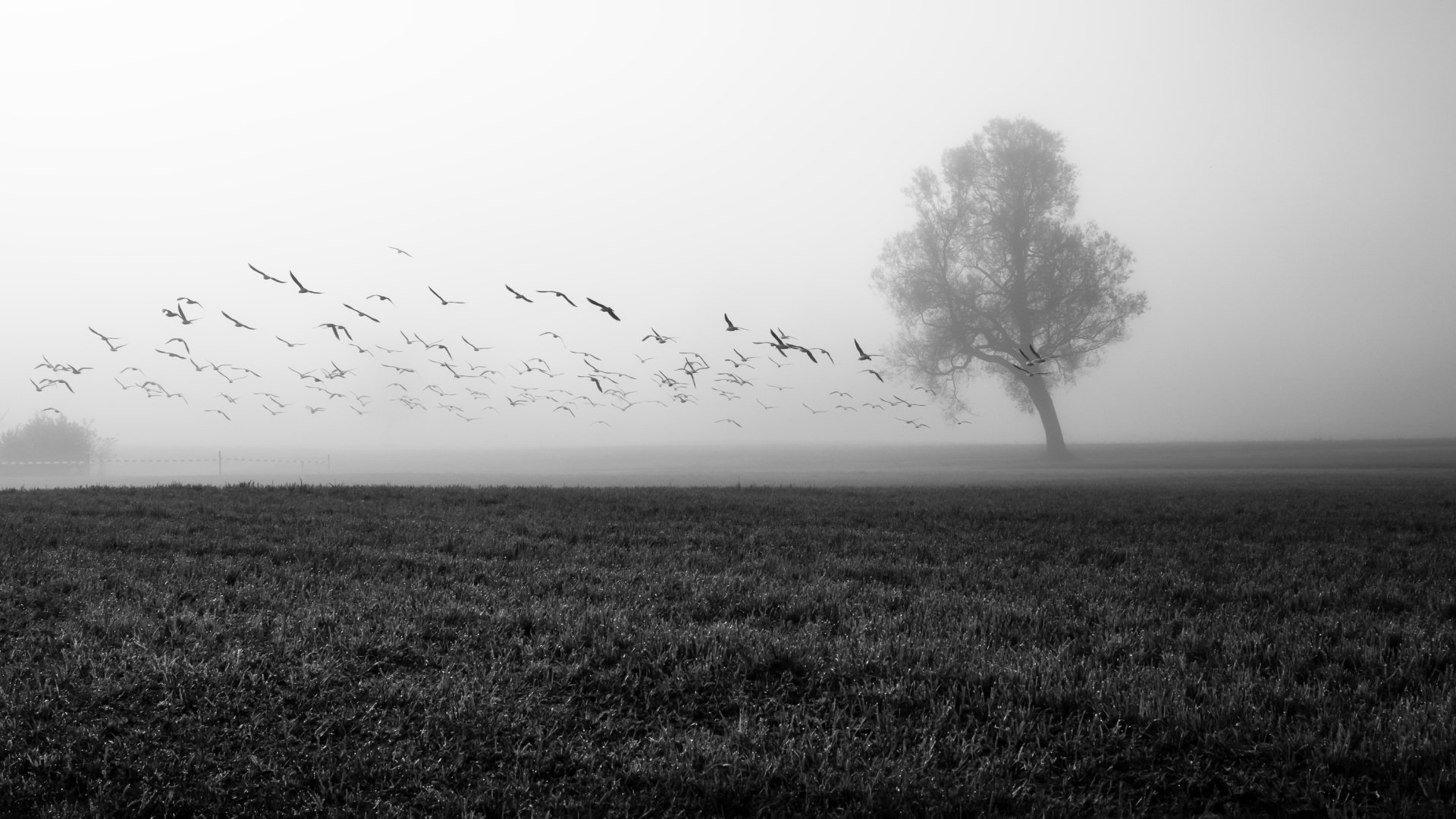 A black and white HD desktop wallpaper featuring a lonely tree in a foggy field, with a flock of birds flying across the misty sky. The image evokes a sense of solitude and tranquility in nature.