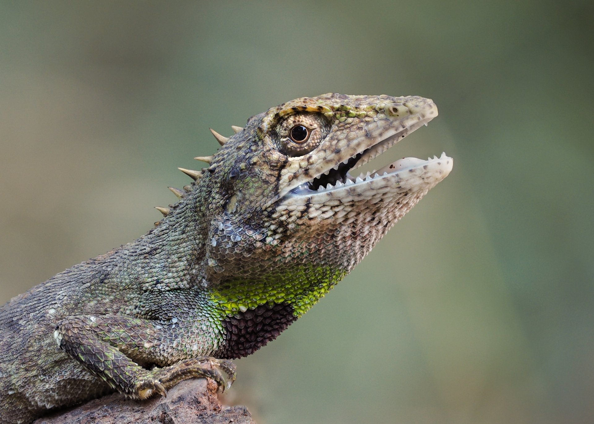 Download Reptile Animal Lizard HD Wallpaper by ThuyHaBich