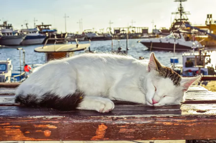 A sleeping cat rests peacefully on a wooden surface by a harbor filled with boats, captured in 4K Ultra HD for a vivid PC desktop wallpaper.