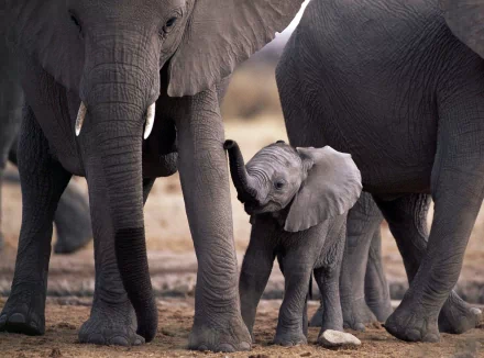 A captivating HD wallpaper featuring an African bush elephant family, showcasing a tender moment between a playful baby elephant and its protective adults.