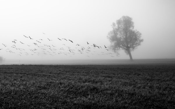 Earth Fog Nature Field Tree Flock Of Birds Black & White Lonely Tree HD Wallpaper | Background Image