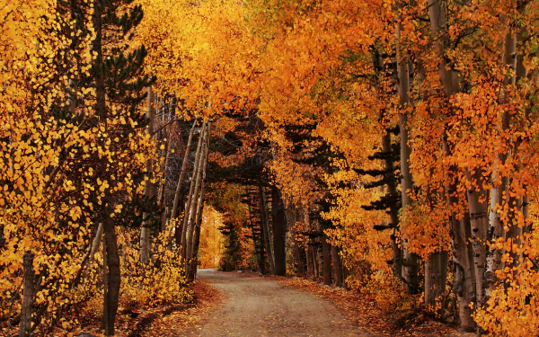 A serene dirt road winds through a vibrant fall forest, showcasing the brilliant orange foliage. The nature path captures the essence of autumn and makes an excellent HD desktop wallpaper.