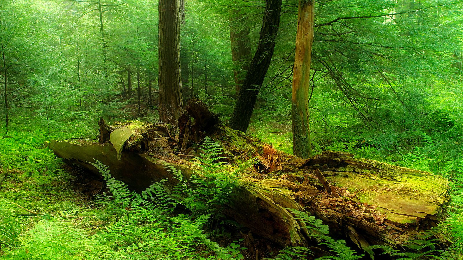 Rainforest HD Wallpaper | Background Image | 1920x1080