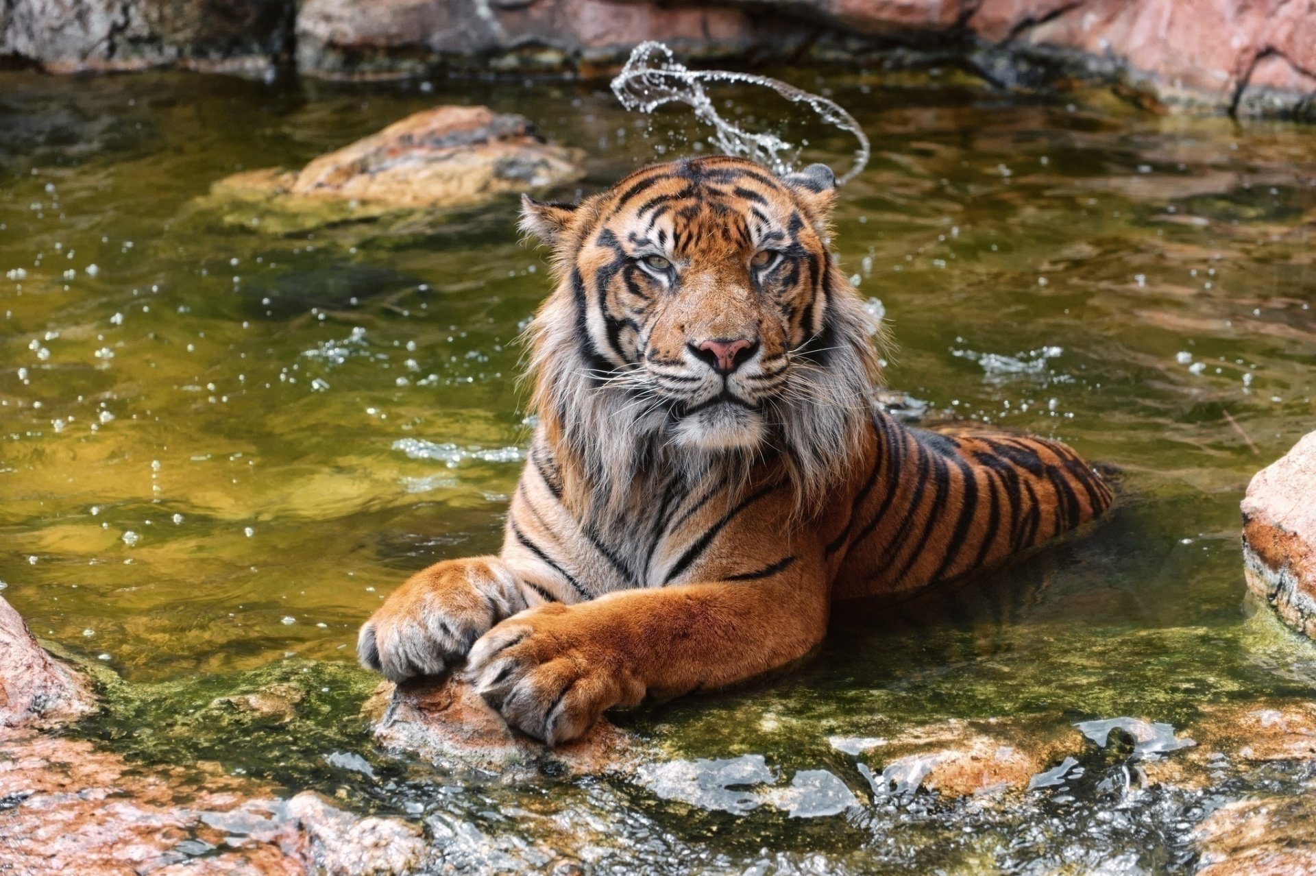 A tiger relaxes in a shaded water pool surrounded by rocks, captured in high-definition. The serene scene makes a stunning desktop wallpaper for animal and nature enthusiasts.