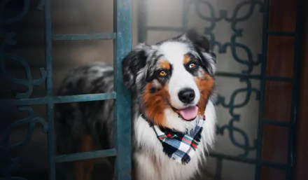 HD desktop wallpaper featuring a happy Australian Shepherd dog with a black, white, and brown coat wearing a checkered bandana, set against a decorative metal gate background.