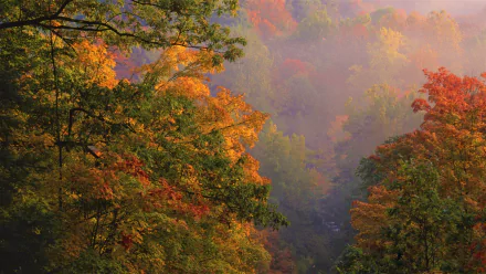 HD desktop wallpaper capturing a vibrant Ohio forest in fall, showcasing colorful autumn foliage and misty natural beauty.