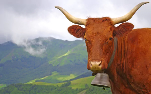 HD desktop wallpaper featuring a close-up of a brown cow with a bell, set against a misty green mountain landscape with a shallow depth of field.