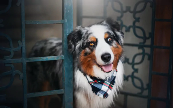 HD desktop wallpaper featuring a happy Australian Shepherd dog with a black, white, and brown coat wearing a checkered bandana, set against a decorative metal gate background.