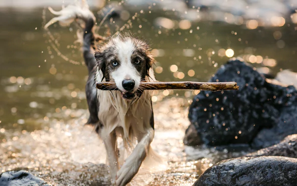 A dog splashes through water holding a stick, surrounded by golden bokeh light, captured in a vibrant HD PC desktop wallpaper background.