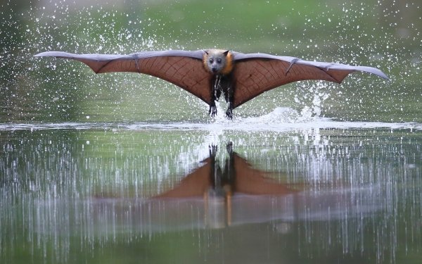 Animal Bat Birds Bats Reflection Water Splash Flight HD Wallpaper | Background Image