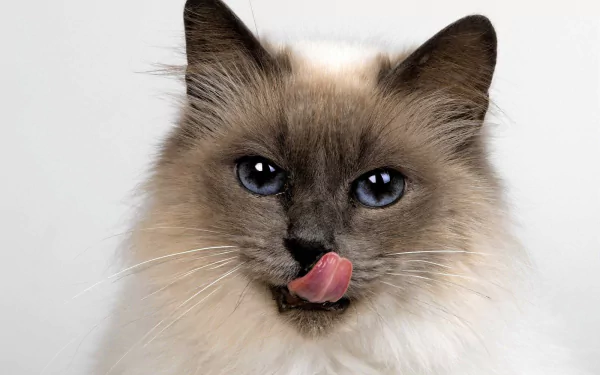 Close-up HD desktop wallpaper of a cute Himalayan cat with striking blue eyes and its tongue out against a plain white background.