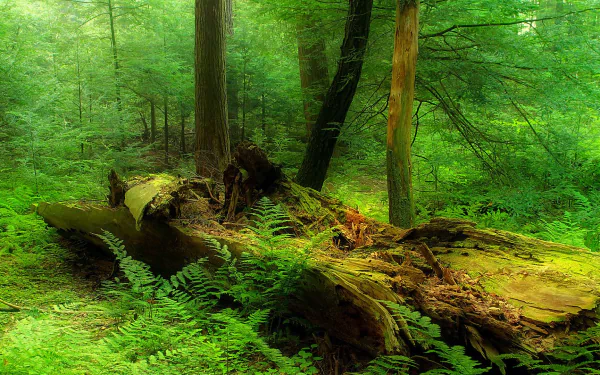 A vibrant rainforest scene with lush green foliage and a large dead tree trunk resting on the forest floor, capturing the essence of nature in high-definition detail.