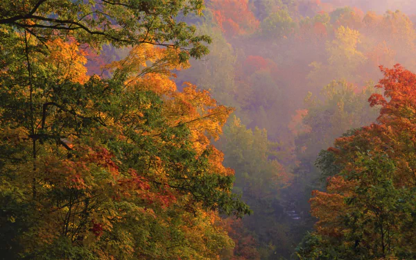 HD desktop wallpaper capturing a vibrant Ohio forest in fall, showcasing colorful autumn foliage and misty natural beauty.