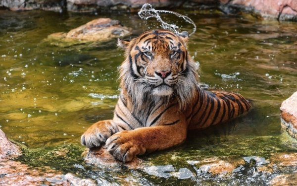 Animal Tiger Cats Water HD Wallpaper | Background Image