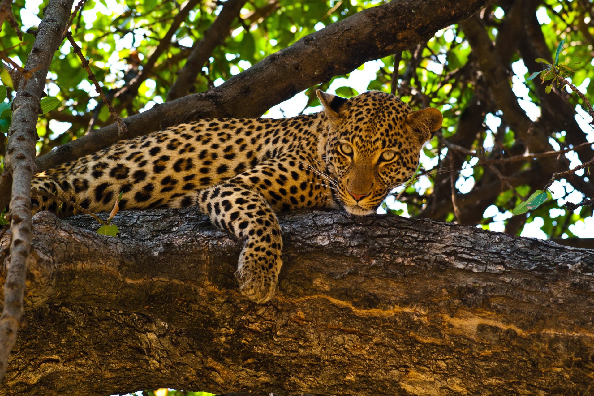 HD PC desktop wallpaper featuring a leopard resting on a tree branch, surrounded by leaves and natural light filtering through the canopy.