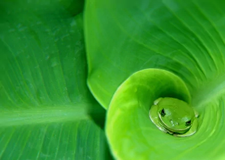 HD desktop wallpaper featuring a close-up of a green frog nestled in the curl of a vibrant green leaf, highlighting natural beauty and detail.