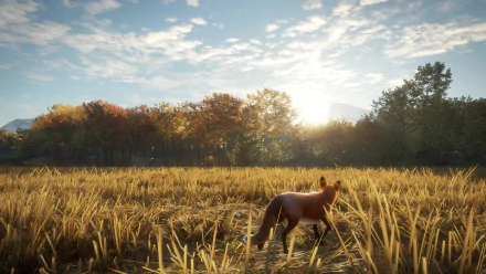 HD desktop wallpaper from theHunter: Call of the Wild featuring a fox in a golden field with autumn trees and sunrise.