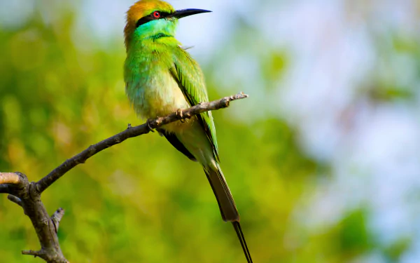 A vibrant Green bee-eater bird perched on a branch, captured in stunning 4K Ultra HD with a soft, blurred natural background.