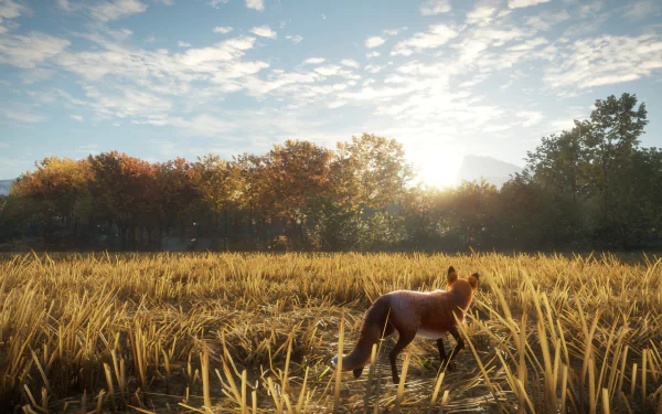 HD desktop wallpaper from theHunter: Call of the Wild featuring a fox in a golden field with autumn trees and sunrise.