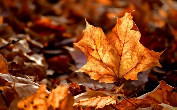 Nature Leaf Fall Close-Up HD Wallpaper | Background Image