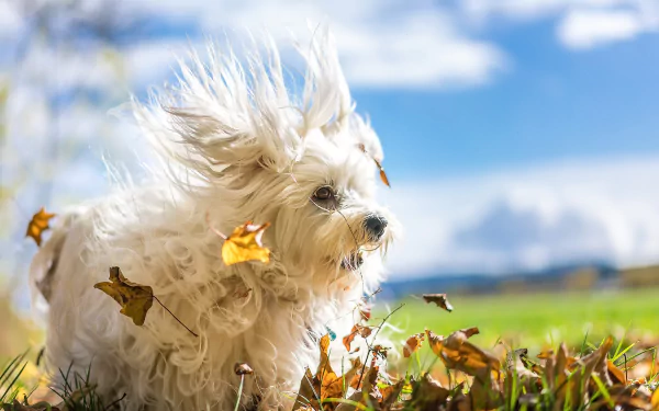 wind depth of field Animal dog HD Desktop Wallpaper | Background Image